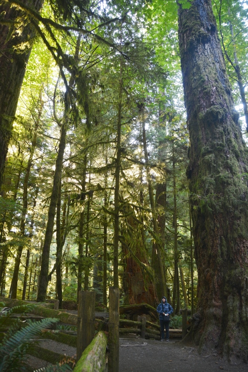 tall tree